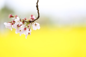 菜の花畑に浮かぶ桜の花  1