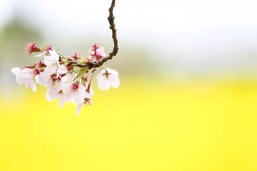 Zelfklevend Fotobehang Kersenbloesem 菜の花畑に浮かぶ桜の花  1
