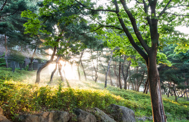 Morning light falls on a forest