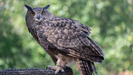The owl