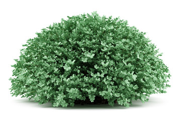 Naklejka premium round boxwood plant isolated on white background