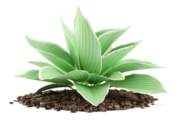 hosta plant isolated on white background - obrazy, fototapety, plakaty