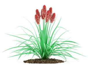 Fototapeta premium kniphofia plant isolated on white background