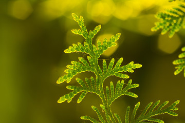 Beautiful conifer tree in natural habitat
