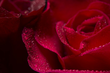 close up red rose and water droplet