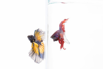 Fototapeta premium The Siamese fighting fish, also sometimes colloquially known as the Betta is one of the most popular aquarium fish, and has been part of the hobby for a very long time