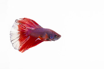 The Siamese fighting fish, also sometimes colloquially known as the Betta is one of the most popular aquarium fish, and has been part of the hobby for a very long time