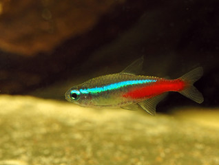 Neonsalmler