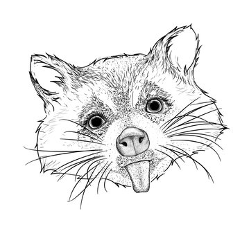 Hand draw raccoon portrait. Hand draw vector illustration