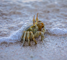 Small ocean crab covered by wave