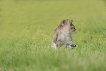 monkey in green field.