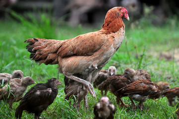 Hen chick rearing in natural environment rural scene. hen walking in grass, chicken pay attention, healthy eggs from farmer marker, hen is producing home eggs