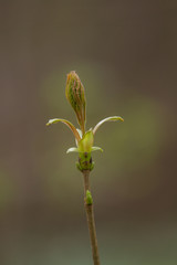 Beautiful tree buds in spring in natural habitat