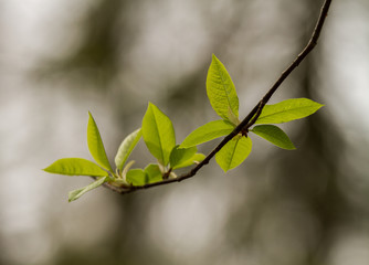 Beautiful tree buds in spring in natural habitat