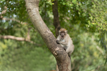 monkey in green field.