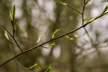 Beautiful tree buds in spring in natural habitat