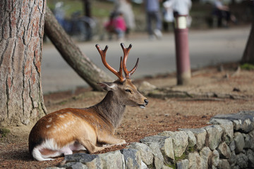 Wild deer in nara city Japan