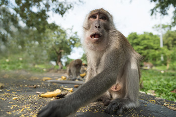 monkey in green field.
