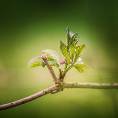 Beautiful tree buds in spring in natural habitat