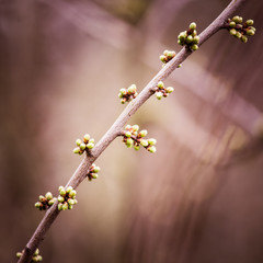 Beautiful tree buds in spring in natural habitat