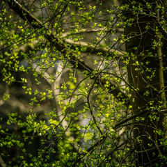 Beautiful tree buds in spring in natural habitat