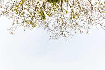 tree branches against and pink flower the sky on the nature