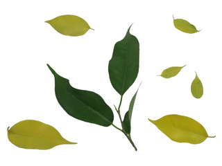 ficus leaves isolated on white background