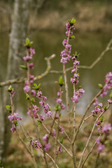 Beautiful mezereon blossoms in spring in natural habitat