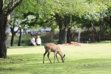 Wild deer in nara city Japan
