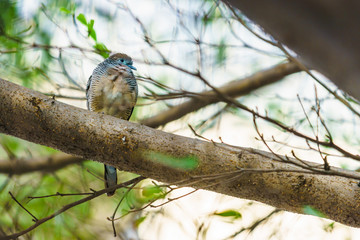 Java dove bird on a tree.