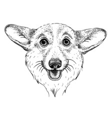 Image Portrait dog with glasses. Vector illustration