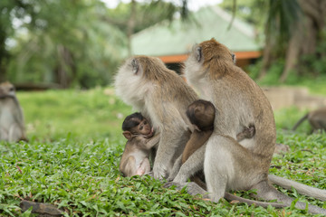 monkey in green field.