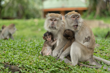 monkey in green field.