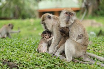 monkey in green field.