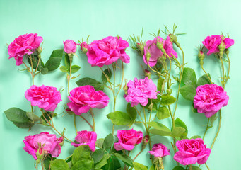beautiful romantic pink rose flowers with buds and leaves on gre