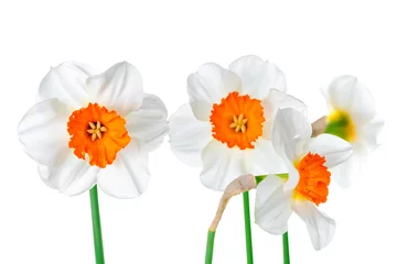 Foto op Canvas beautiful spring white and yelllow daffodil flowers isolated on © Alisa