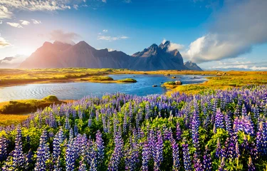 Peel and stick wall murals North Europe Blooming lupine flowers on the Stokksnes headland on the southeastern Icelandic coast. Iceland, Europe. Artistic style post processed photo.