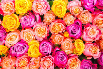 beautiful colorfull rose flowers like festive background, close