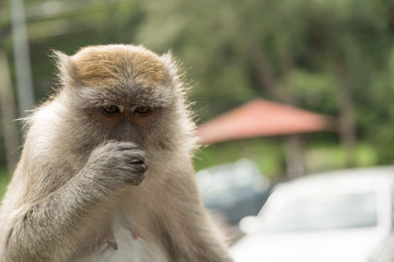 monkey in green field.