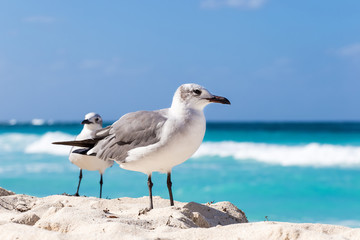 Two seagulls on sandy beach