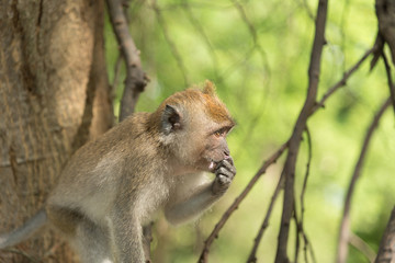 monkey in green field.