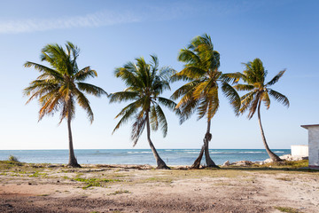 Palmen, Cayo Jutías, Cuba