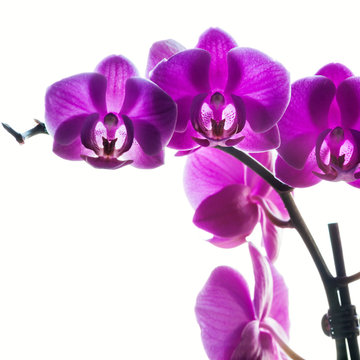Fototapeta Purple orchids on white