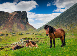 Developed from ponies - Icelandic horses.