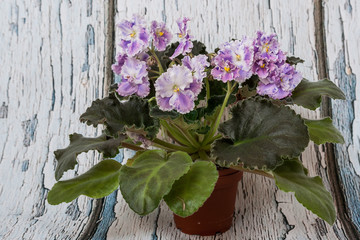 Saintpaulia varieties AE-Amur Elite Arkhipov with beautiful colored flowers.