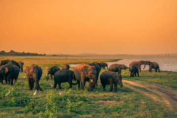 Elephant safari at Minneriya national park at Sri Lanka