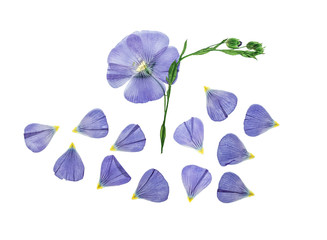 Pressed and dried flower flax. Isolated