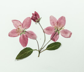 Pressed and dry flowers of apple. Isolated