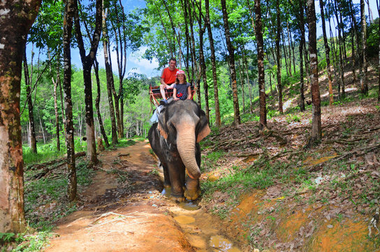 promenade à dos d'éléphant