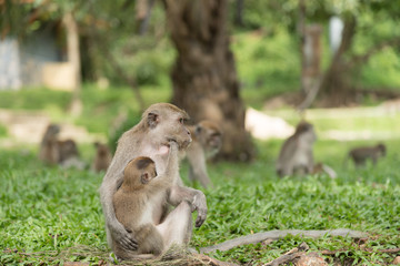 monkey in green field.